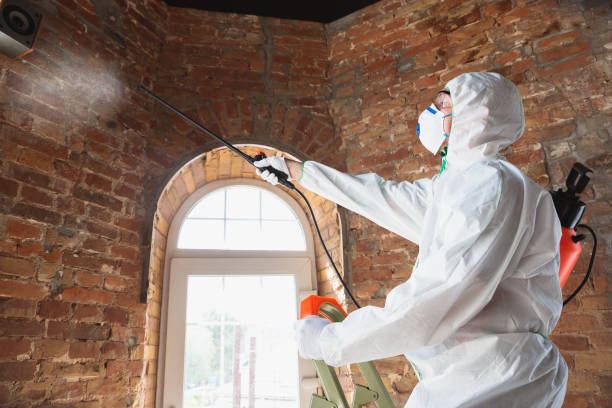 Professional Mold Inspection in Louisville, OH